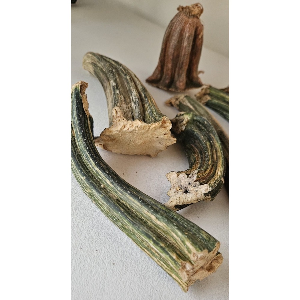 Naturally Dried Pumpkin Stems Various Sizes for Crafting - Picture 2 of 8